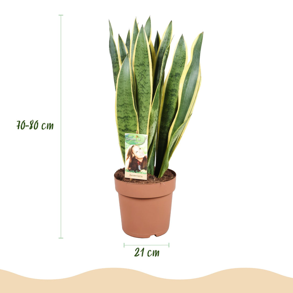Sansevieria Laurentii, kenmerkend blad