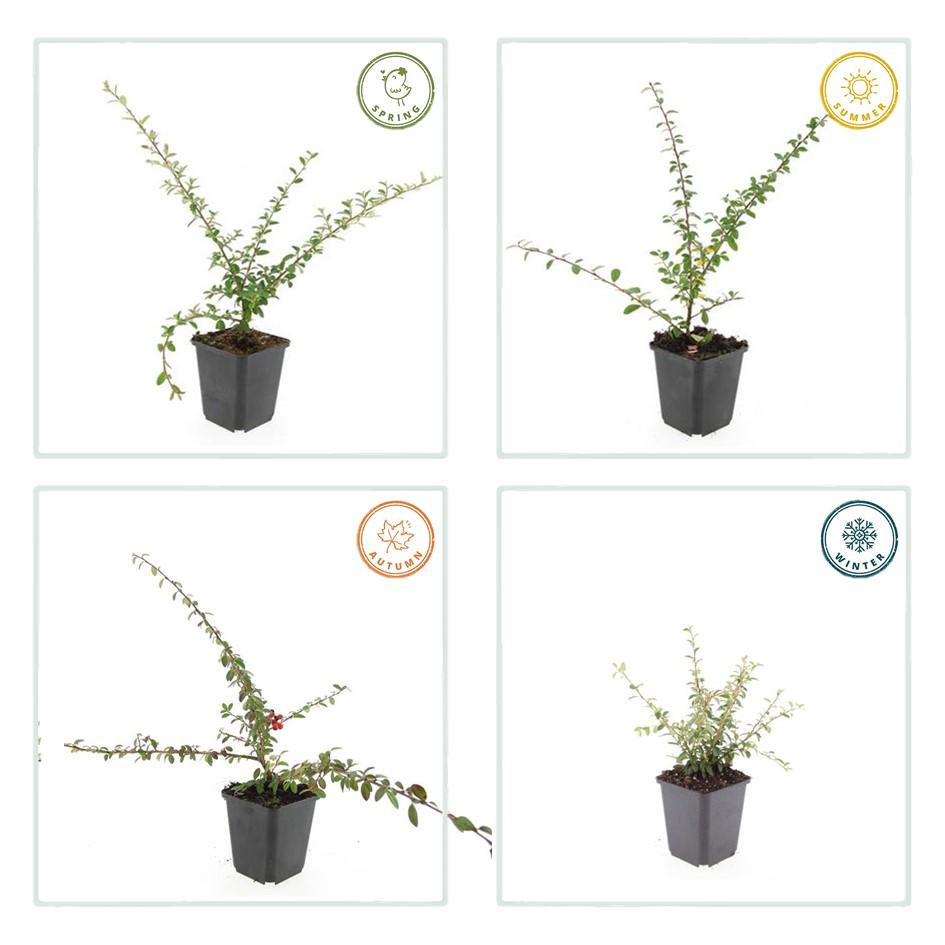 Cotoneaster suec. 'Coral Beauty', gezonde plant