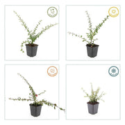Cotoneaster suec. &