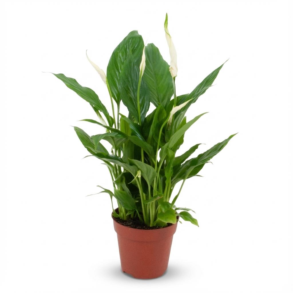 Spathiphyllum, detail van het blad