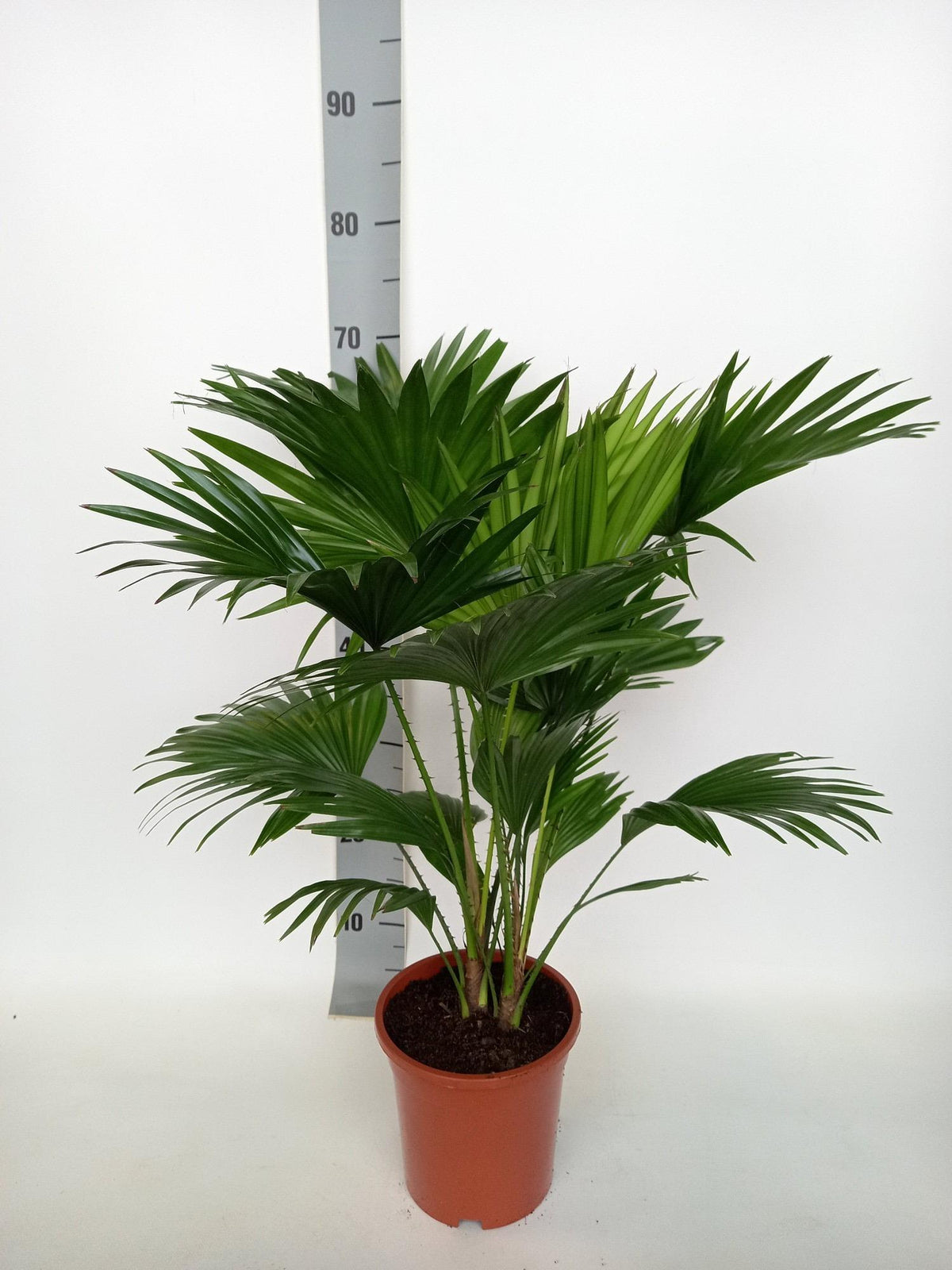 Productfoto van Livistona Rotundifolia