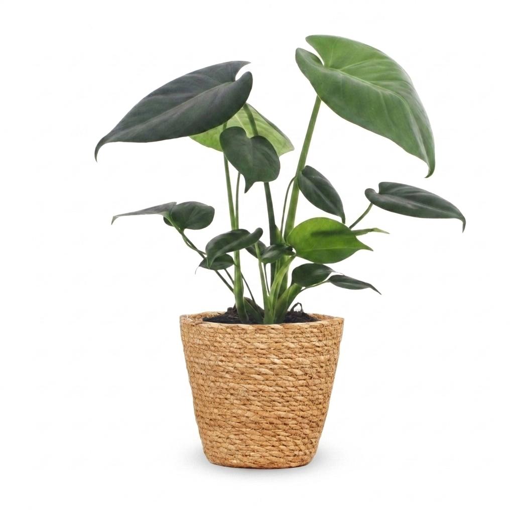 Monstera Deliciosa - Gatenplant met mand, detail van het blad