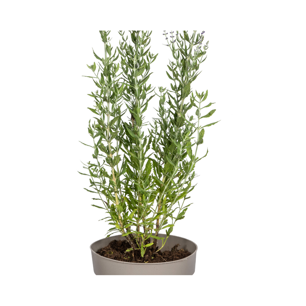 Productafbeelding van Pureplant
