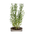 Productafbeelding van Pureplant