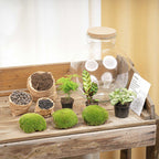 DIY terrarium Bolder Bob met licht, zonder gereedschap, kenmerkend blad
