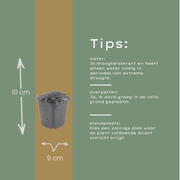 Thymus praecox &