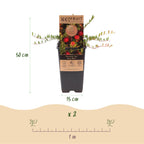 Bosbes Early Black, fruitgewas voor de tuin, groene bladeren