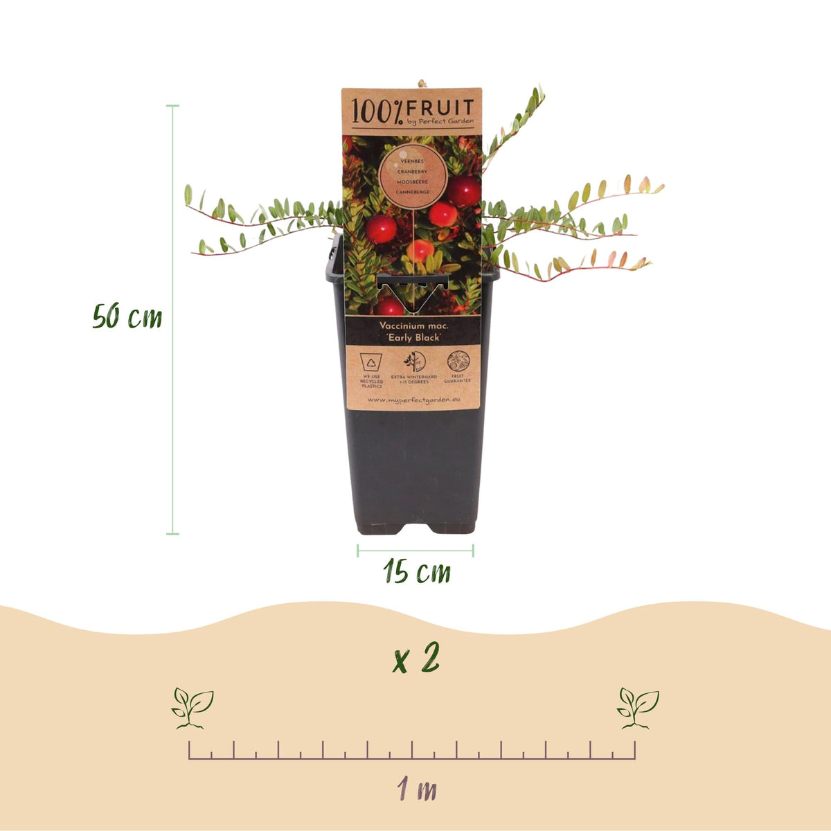 Bosbes Early Black, fruitgewas voor de tuin, groene bladeren
