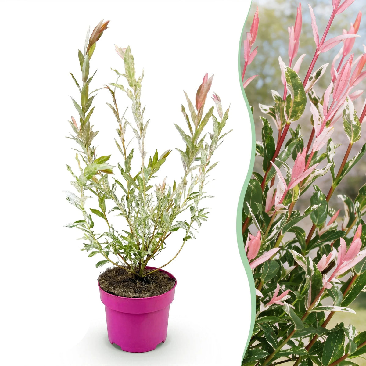 Salix Flamingo, 40-50 cm hoog, plant in pot