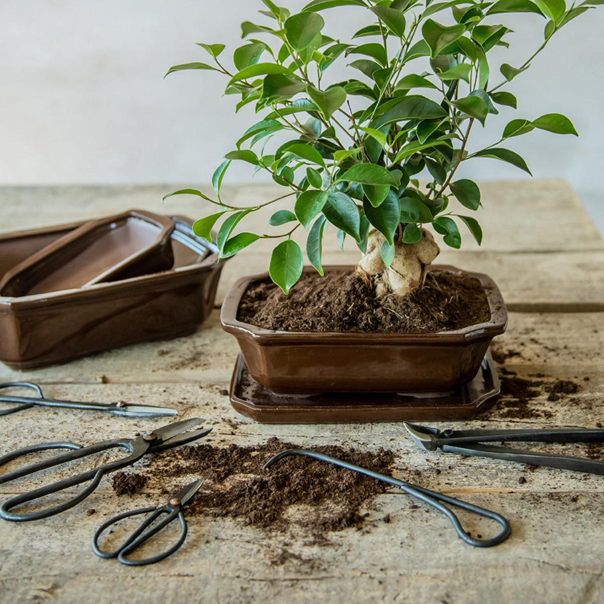 Productfoto van Bonsai root hook