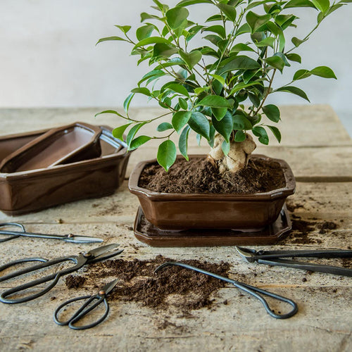 Productfoto van Bonsai root hook