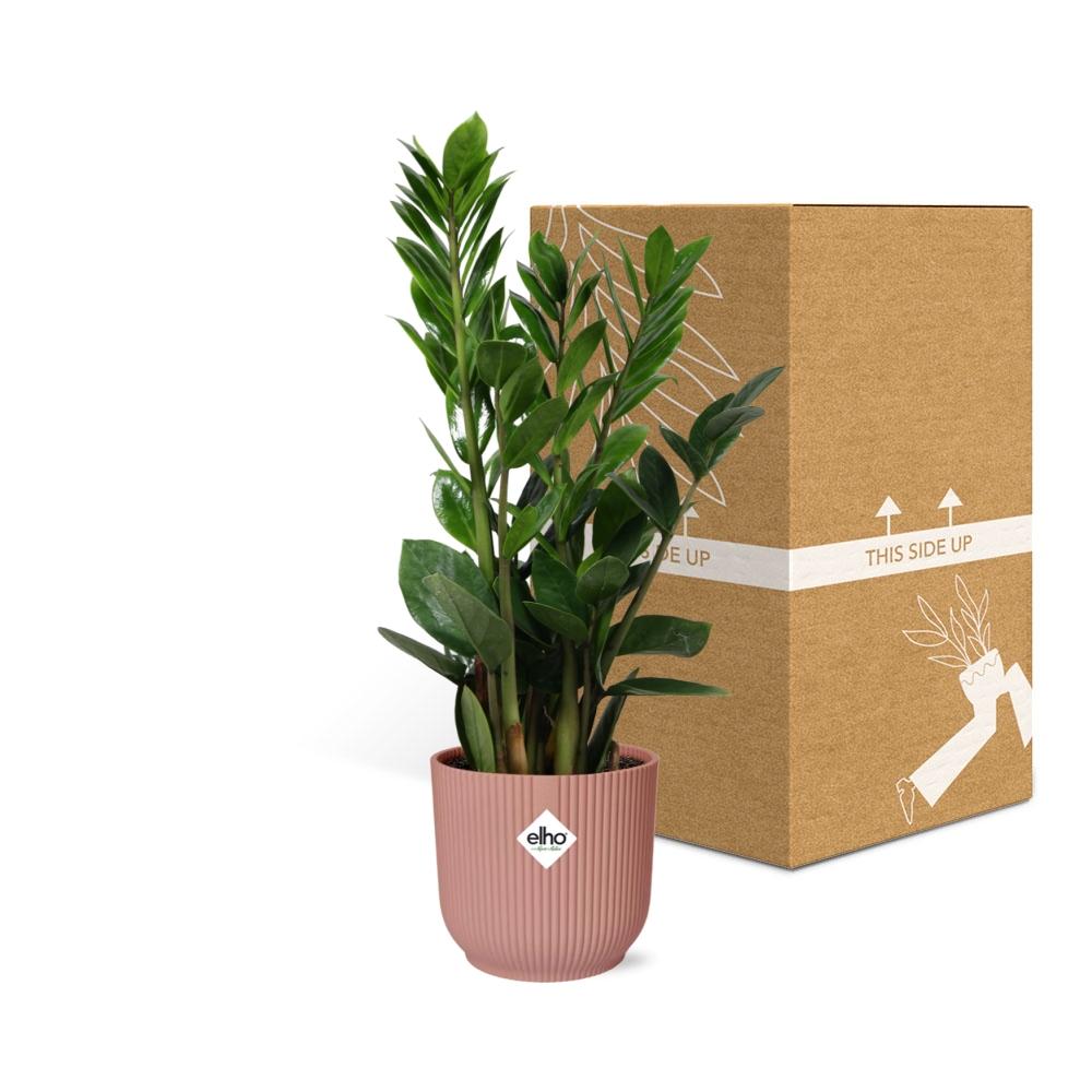 Detailfoto van Zamioculcas in ELHO Vibes Fold 14cm roze