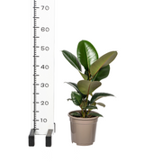 Ficus Elastica Robusta