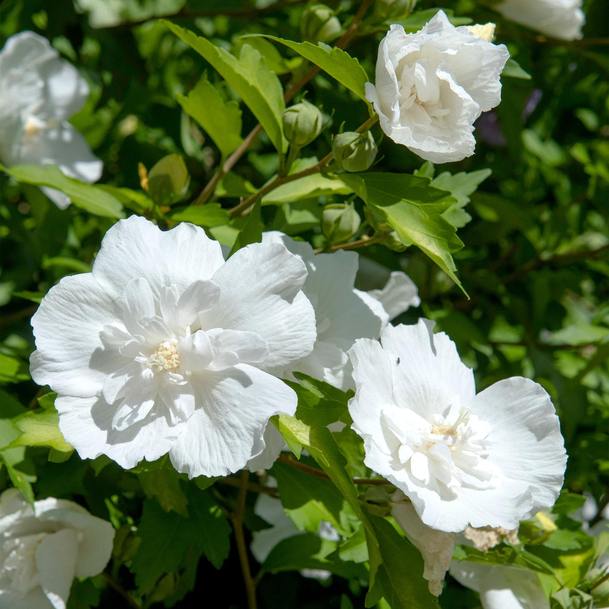 Hibiscus syriacus White Chiffon®, detail van het blad
