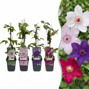 Clematis rainbow mix - bosrank in vier kleuren - set van 8 - Ø9 cm