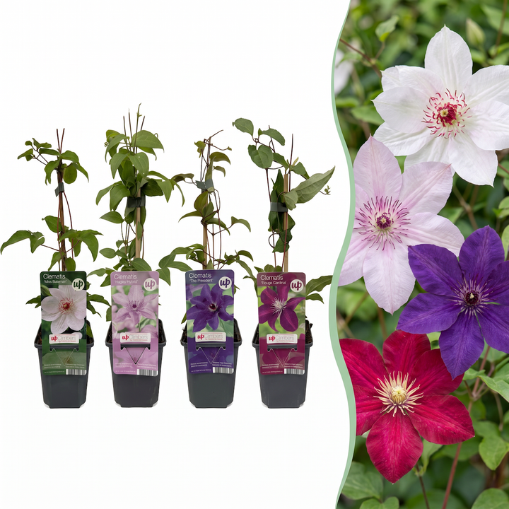 Clematis rainbow mix - bosrank in vier kleuren - set van 8 - Ø9 cm