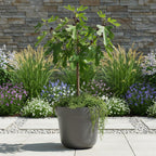 Ficus carica Little Miss Figgy, groeiwijze van de plant