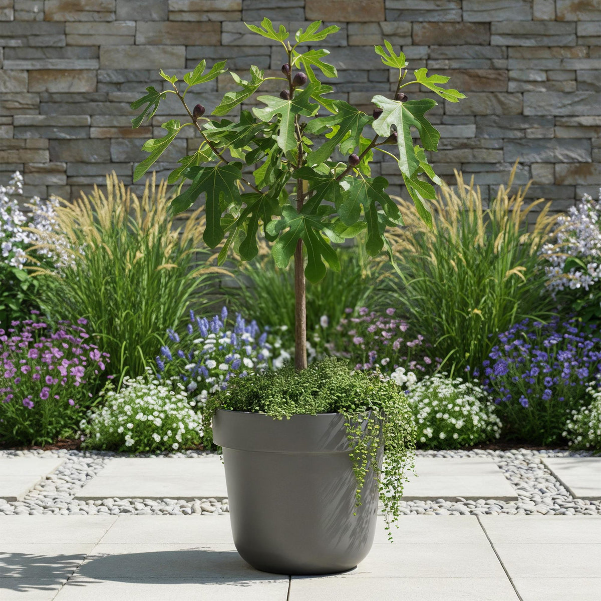 Ficus carica Little Miss Figgy, groeiwijze van de plant