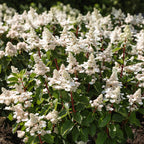 Pluimhortensia Living Infinity, sterke plant