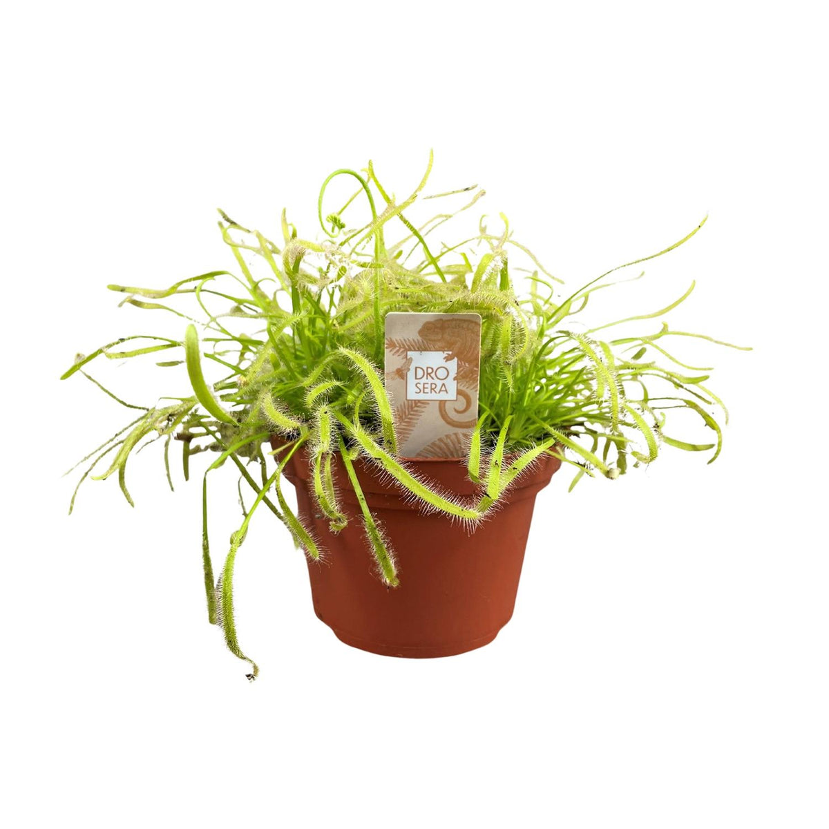 Productfoto van Drosera Capensis