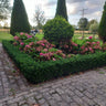 24x Euonymus jap. Green Spire