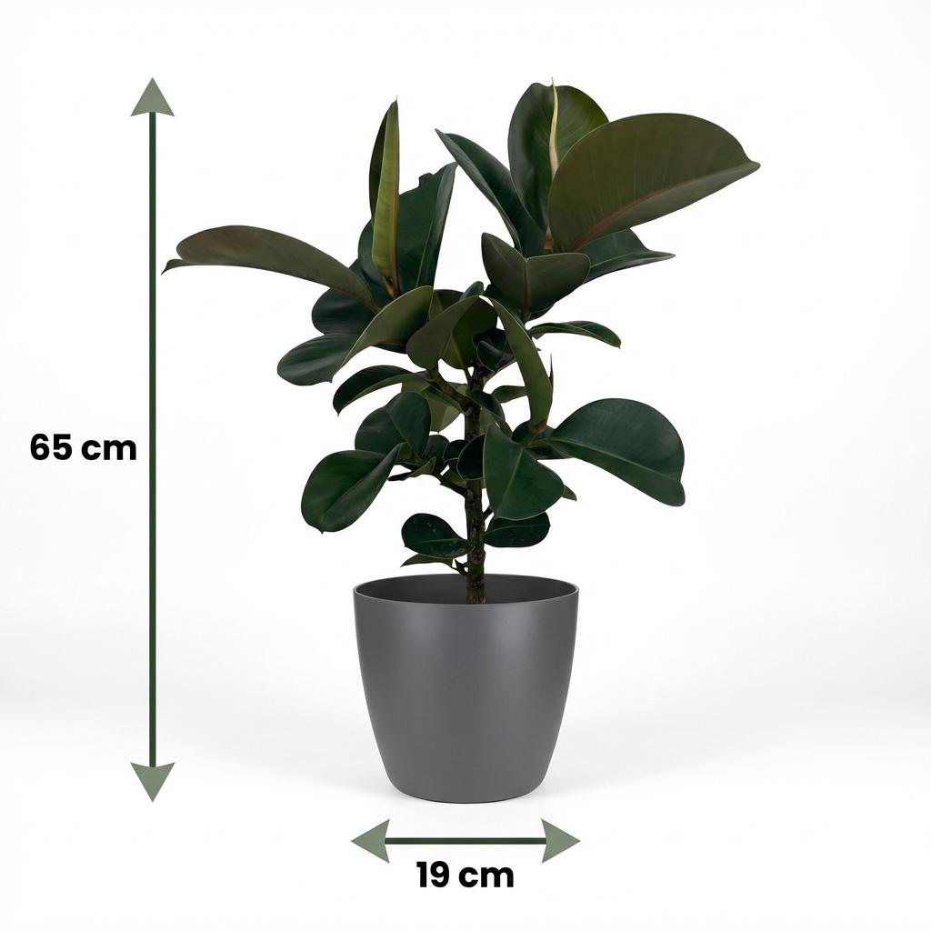 Rubberplant (Ficus Elastica Cloe) met grijze pot, groeiwijze van de plant