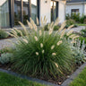 Pennisetum alop. Little Bunny - Lampenpoetsergras - Met Pluim - 12 Planten