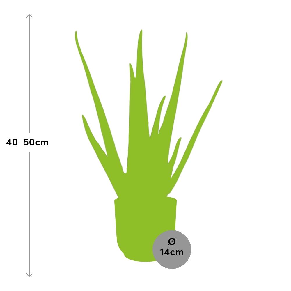 Detailfoto van Aloe Vera 12cm in ELHO Vibes Fold 14cm geel