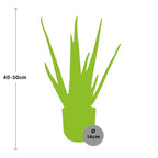 Detailfoto van Aloe Vera 12cm in ELHO Vibes Fold 14cm geel