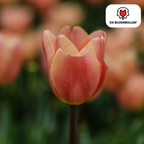 Tulpenbollen Apricot Foxx, zalmroze tulp, 20 stuks, groene bladeren