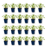 Geranium macr. Ingwersen&