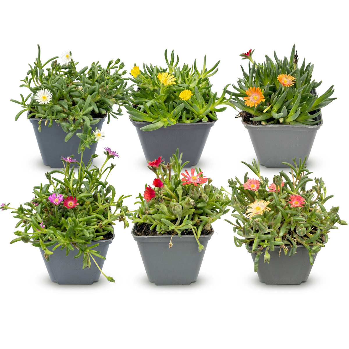 Delosperma mix, plant in pot