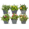 6x - Delosperma mix - Ø7cm - ↕10-12cm
