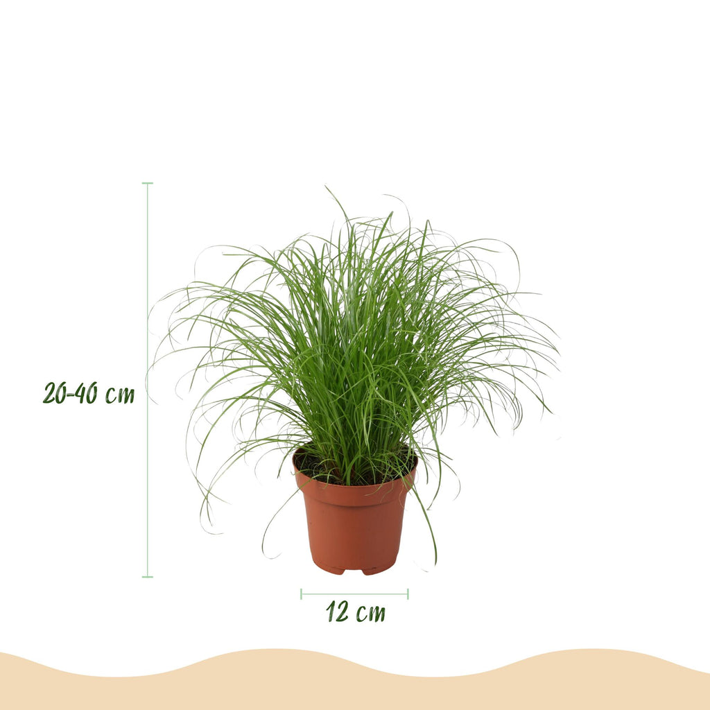 Chlorophytum, kenmerkend blad