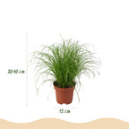 Chlorophytum, kenmerkend blad