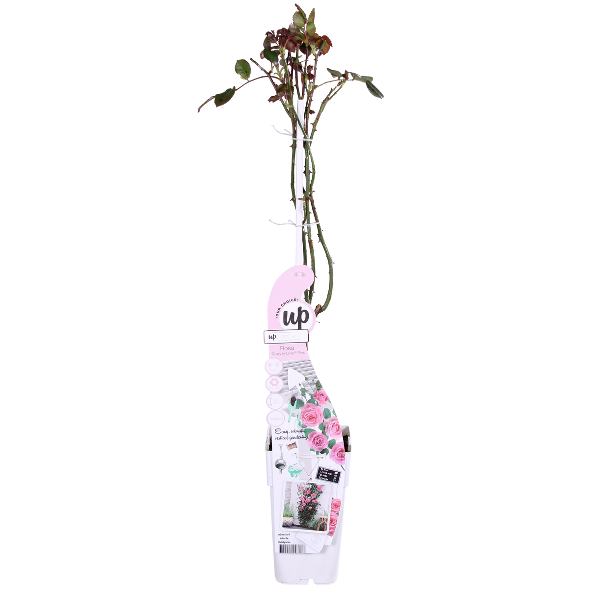 Detailfoto van Rosa Crazy in love 'Pink' - Roze Roos