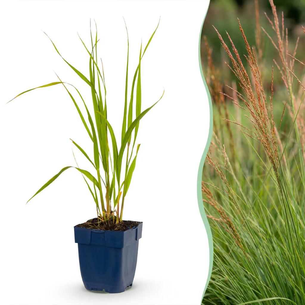 Molinia caer. Heidebraut - Pijpestrootje - Met Pluim, compacte plant