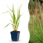 Molinia caer. Heidebraut - Pijpestrootje - Met Pluim, compacte plant