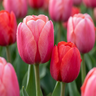 Tulp Pink-Red bloembollen, roze en rood