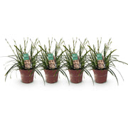 Carex oshimensis Intense Green, 50 cm hoog