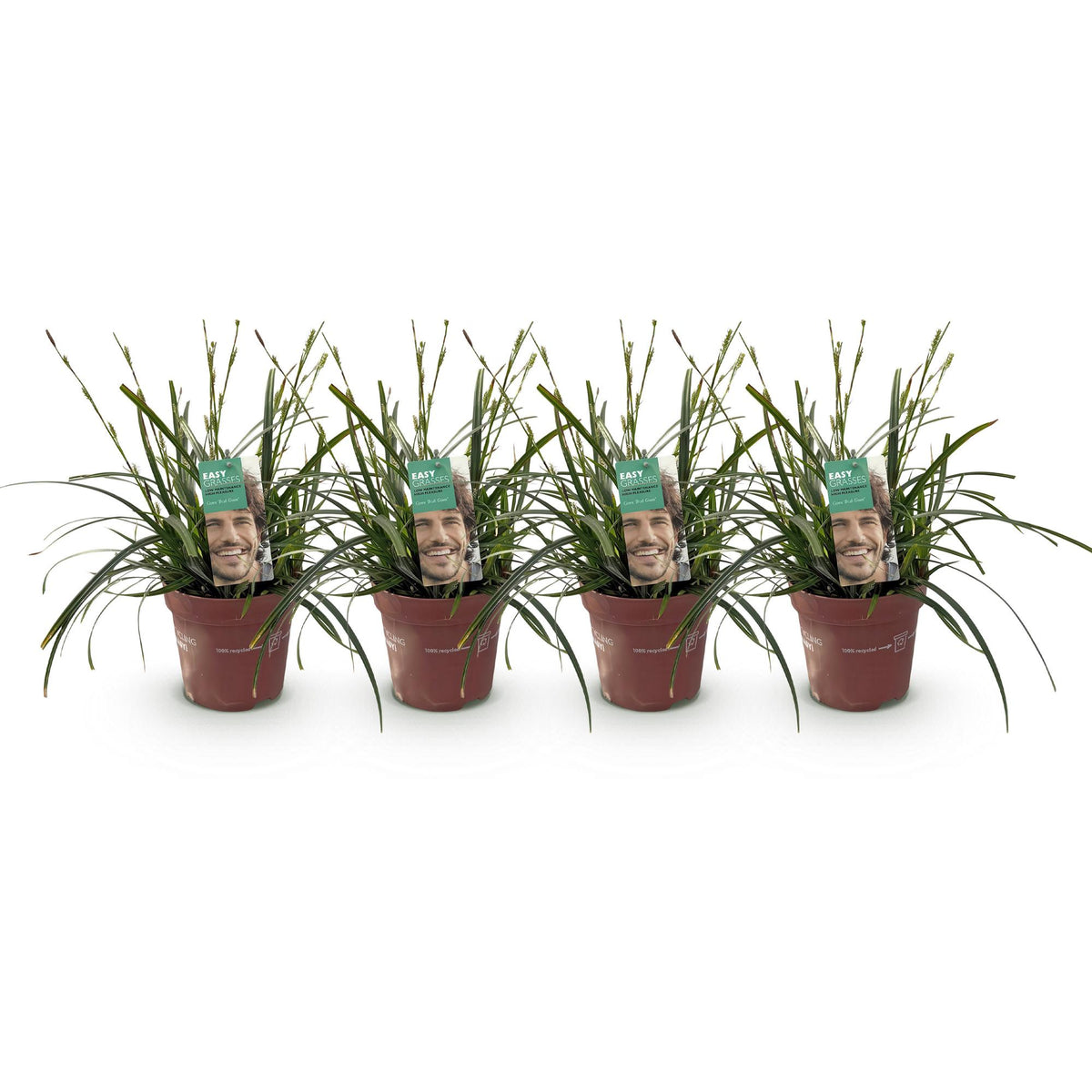 Carex oshimensis Intense Green, 50 cm hoog, detail van het blad