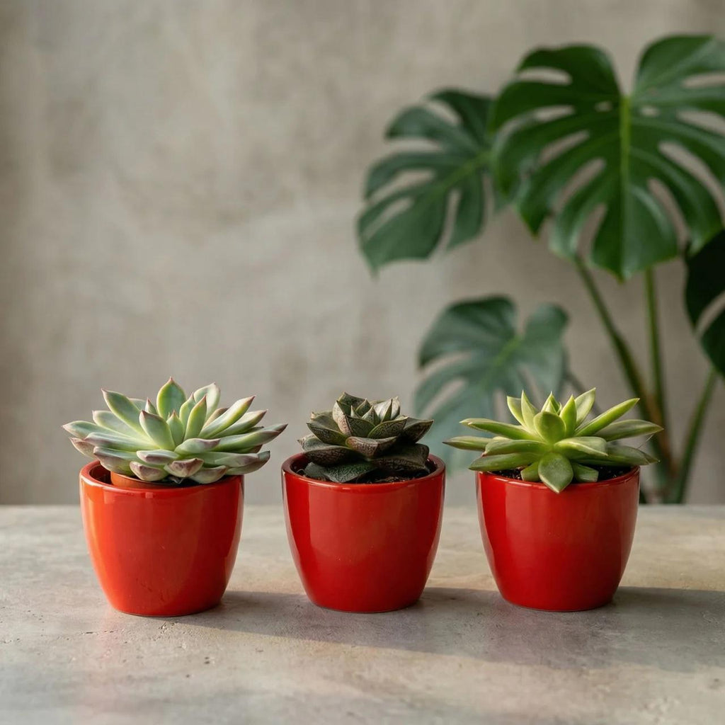 Succulentenset, 3 vetplanten in rode mini-potjes, plant in pot