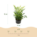 Nandina Lemon & Lime, groene bladeren
