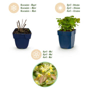 Epimedium perralch. Frohnleiten - Elfenbloem - Schaduw - Geel - 6 Planten