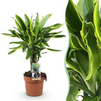 Dracaena fragrans Golden Coast, detail van het blad en de plant