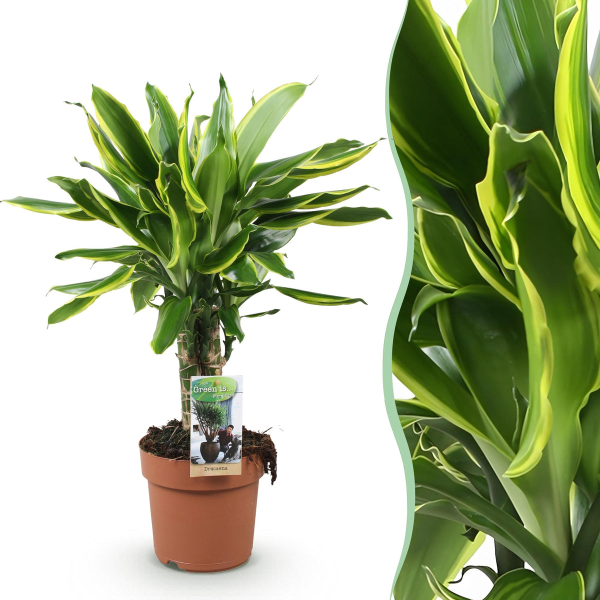 Dracaena fragrans Golden Coast, detail van het blad en de plant