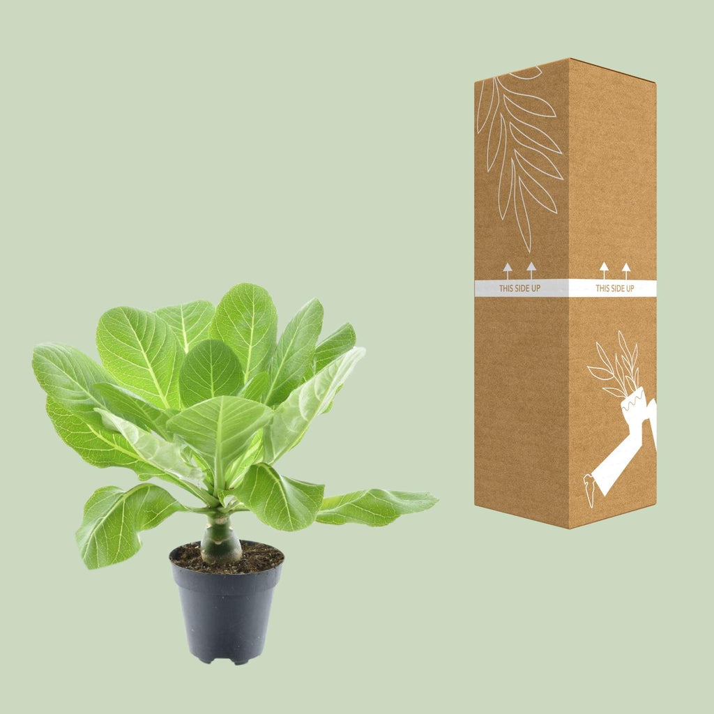 Detailfoto van Brighamia Insignis 'Hawaii Palm'