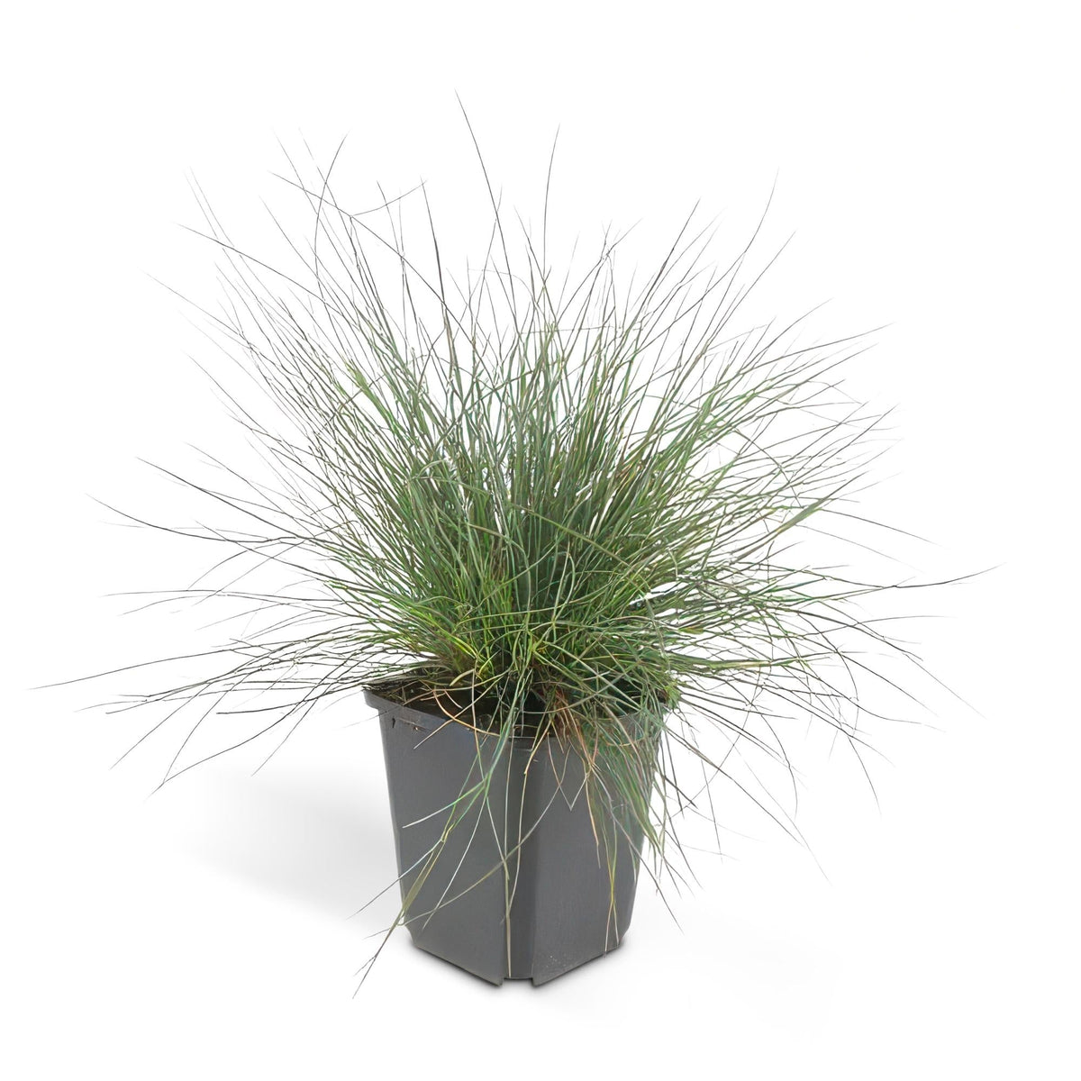 Festuca glauca 'Elijah Bleu', groeiwijze van de plant