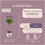 Lavandula stoechas Anouk® op stam in Lavendelprint sierpot