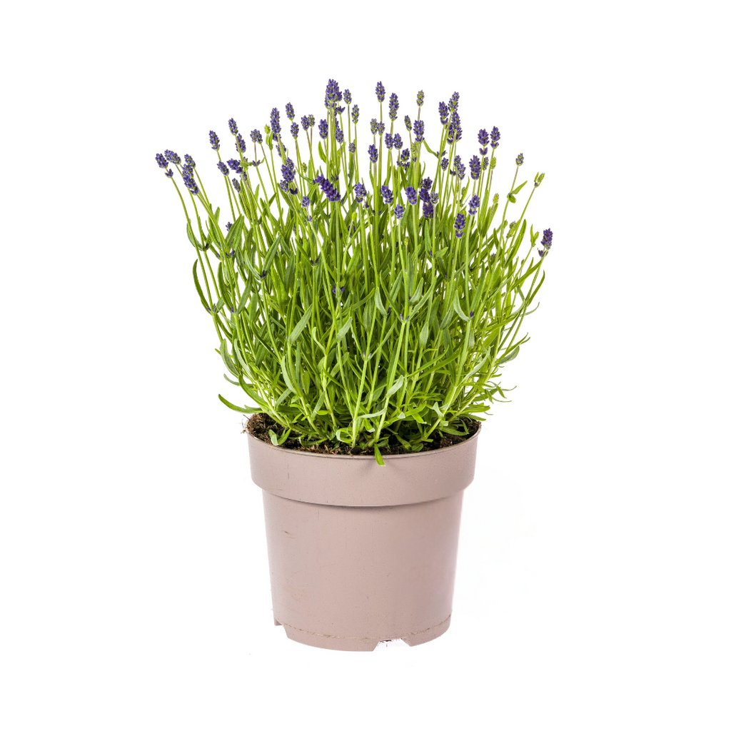 Lavandula Angustifolia, detail van het blad
